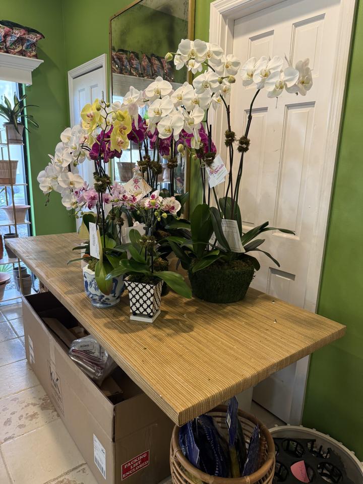 Ginny’s Orchids, photo 2