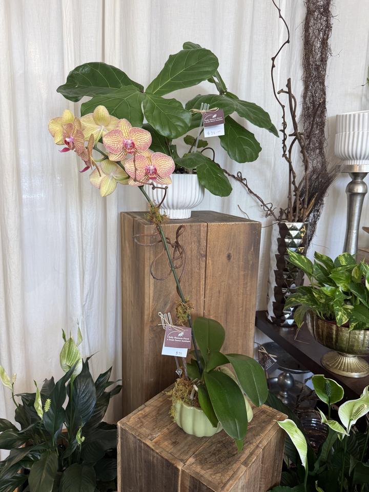 Kelly Shannon Floral, photo 2